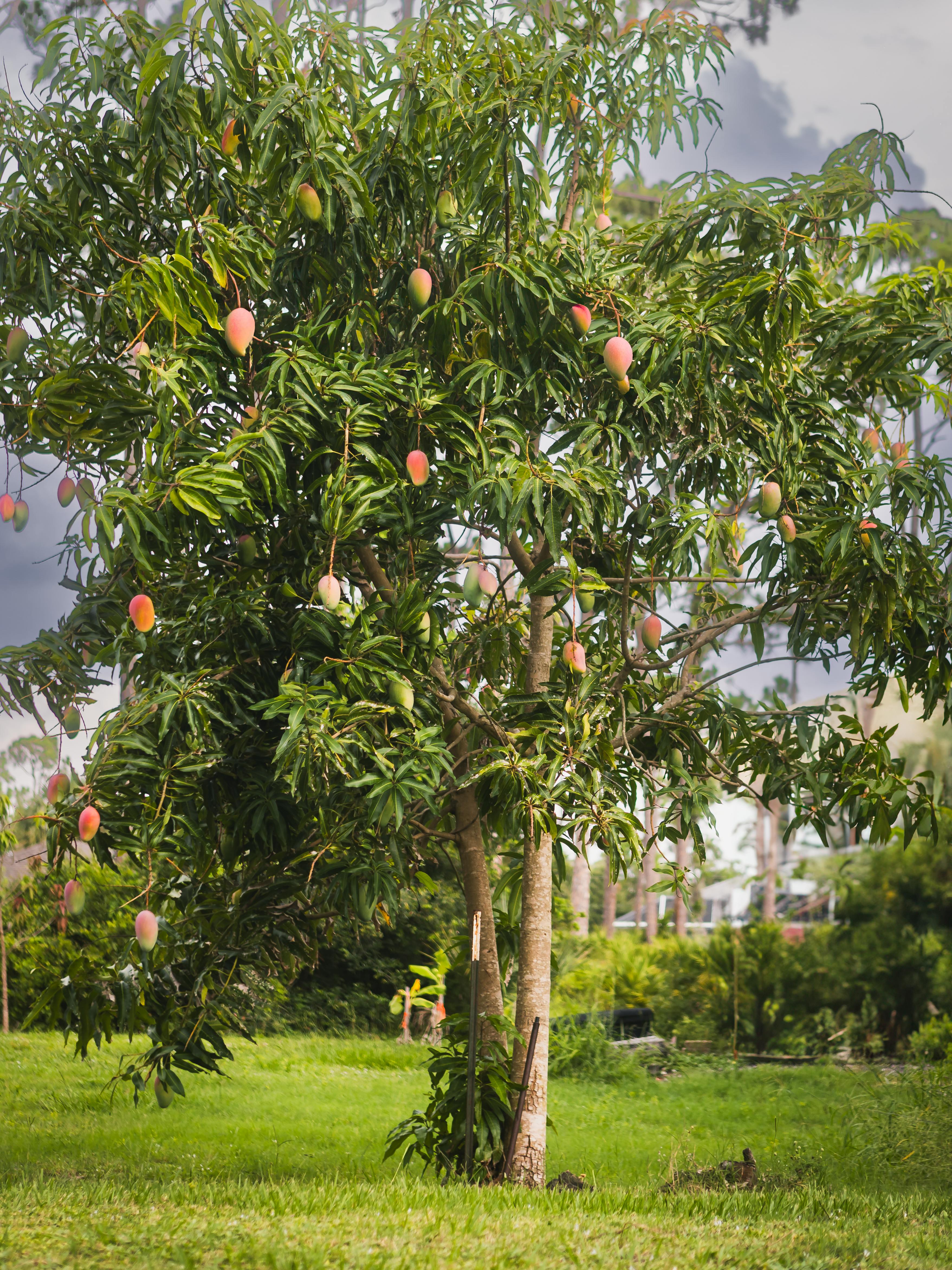 Fruiting mango tree in an orchard selected for family tree booking